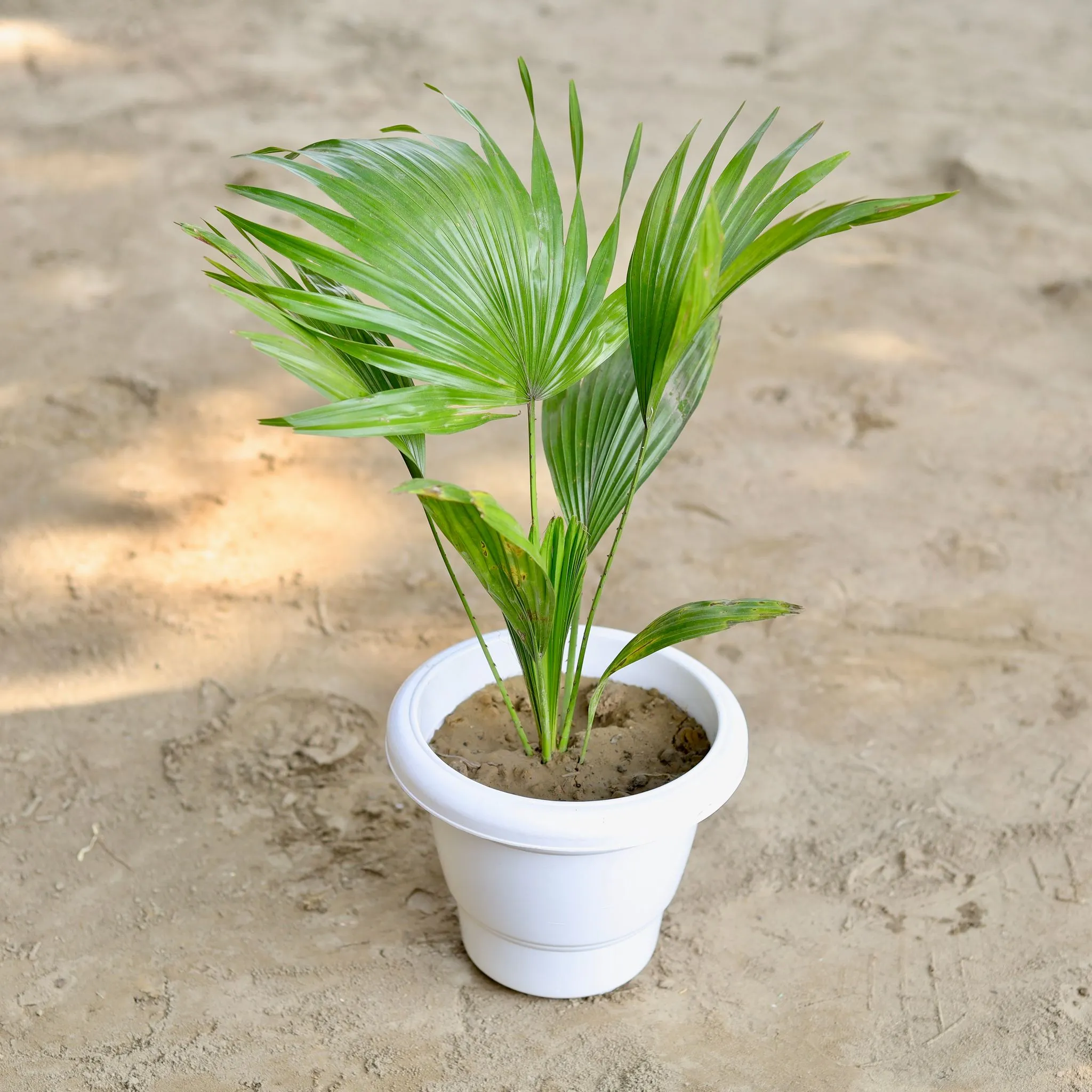 China Palm in 6 Inch Classy White Plastic Pot