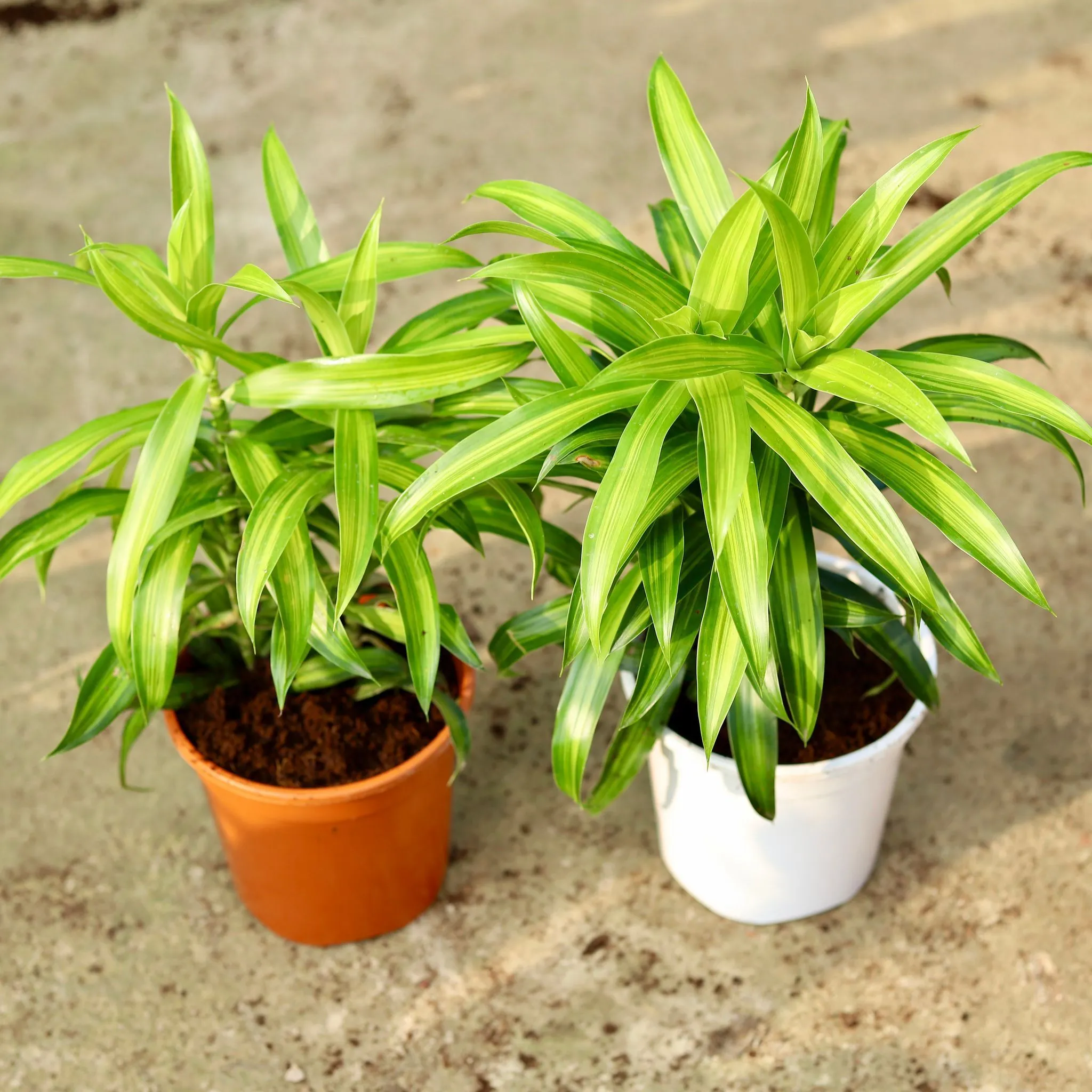Set of 2 - Dracaena Green Messenger in 6 Inch Red & White Nursery Pot