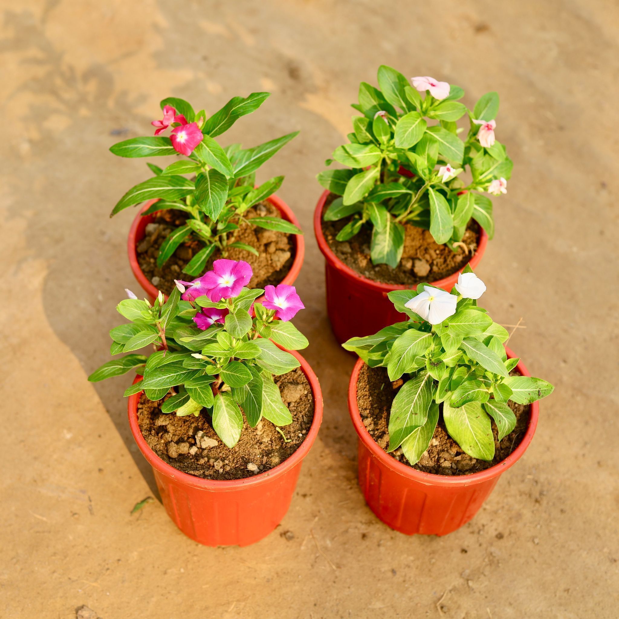 Set of 4 - Periwinkle / Sadabahar / Vinca (Any Colour) in 6 Inch Red Super Nursery Pot