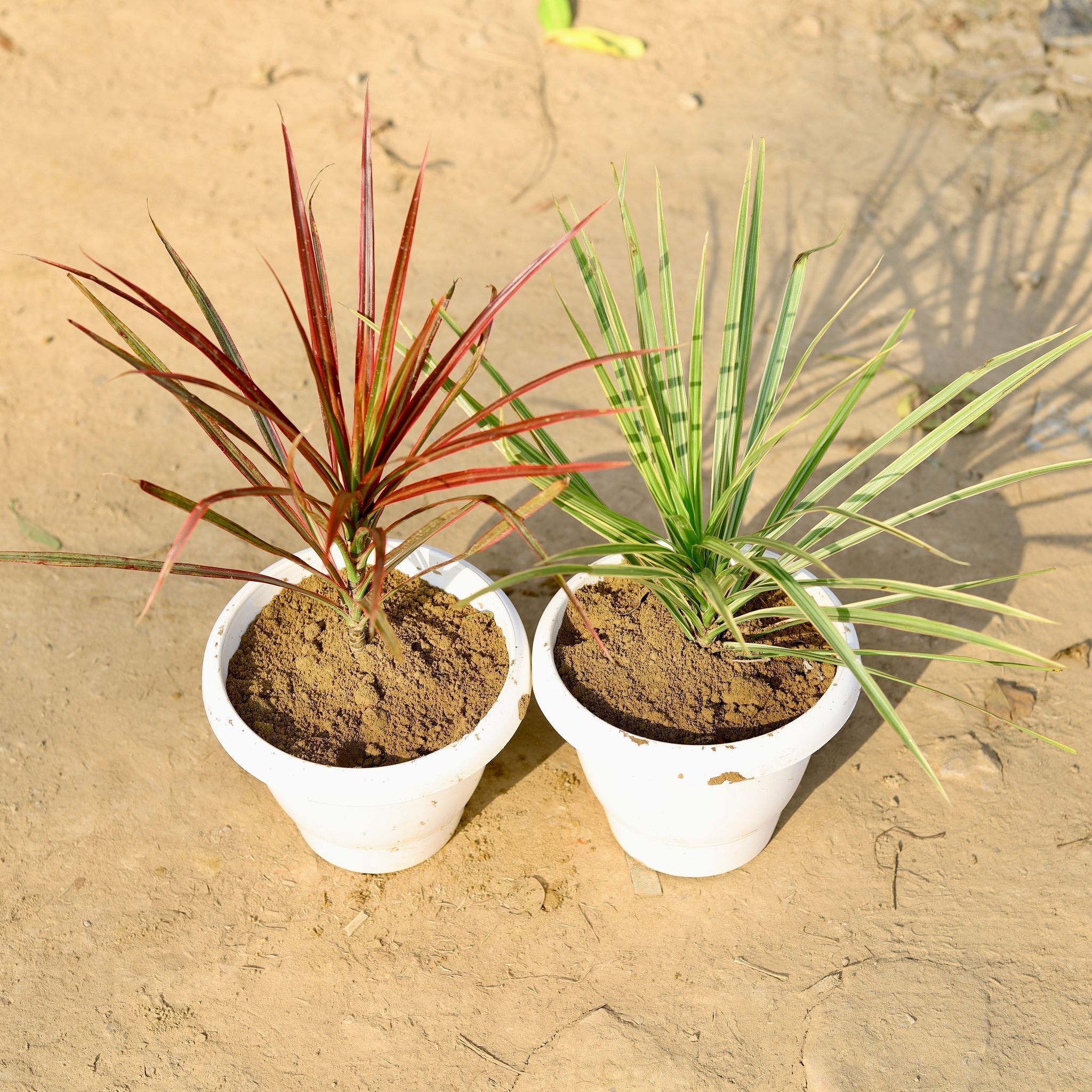 Set of 2 - Dracaena Colorama / Marginata (Red & Green) in 8 Inch Classy White Plastic Pot