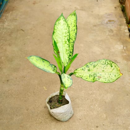 Buy Aglaonema Pinki in 8 Inch Nursery Bag Online | Urvann.com