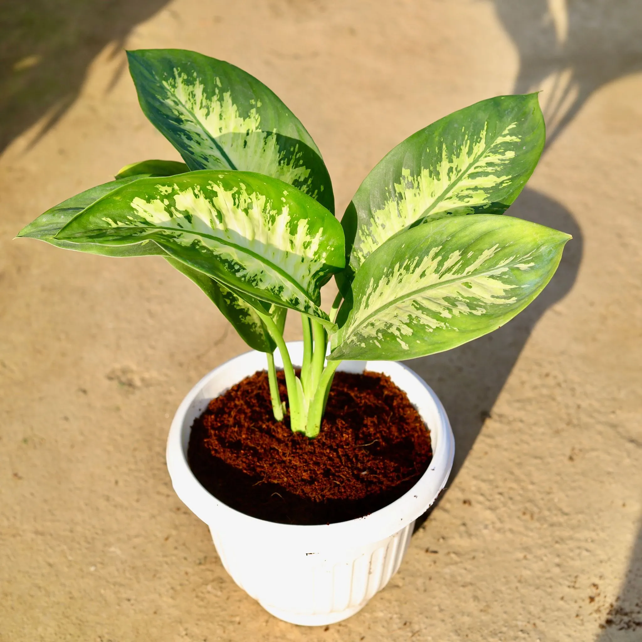 Dieffenbachia in 10 Inch White Olive Plastic Pot