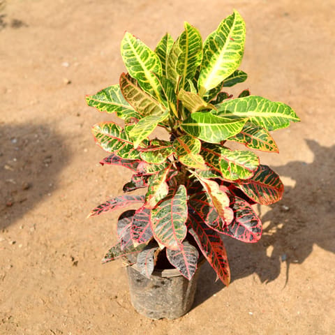 Croton Petra Pune in 8 Inch Live Fresh Plant Nursery Pot in Mumbai Powai