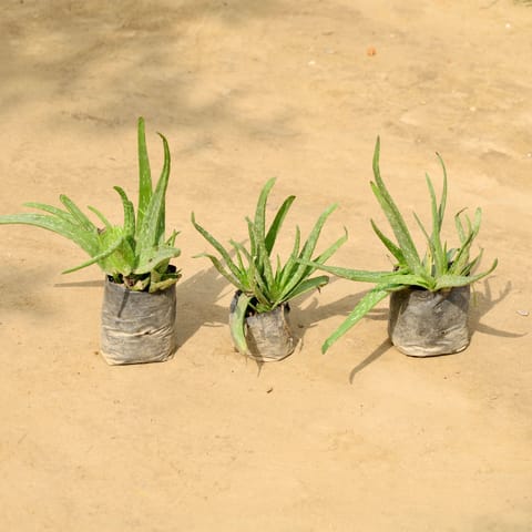 Set of 3 - Aloe Vera in 4 Inch Nursery Bag