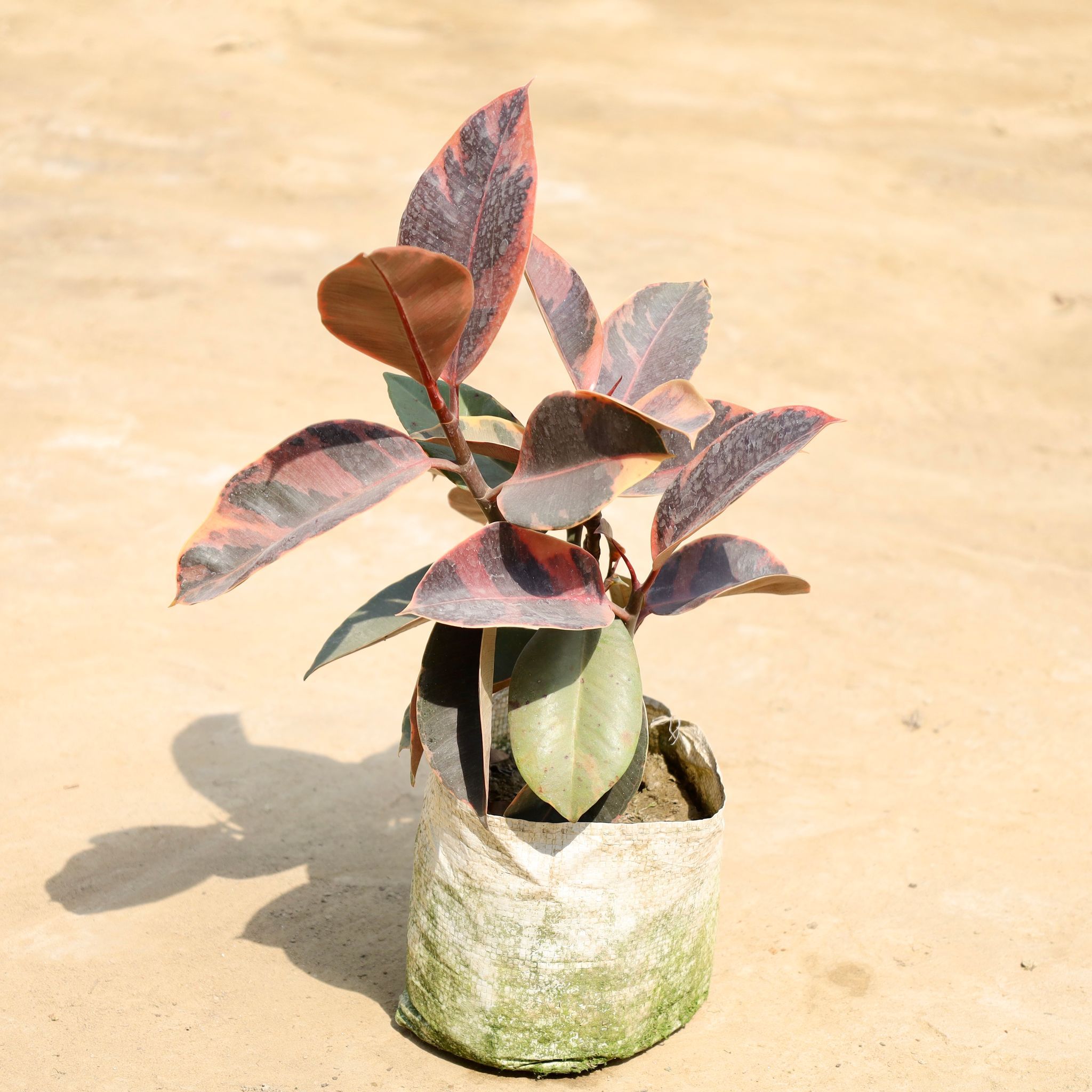 Rubber Variegated in 7 Inch Nursery Bag