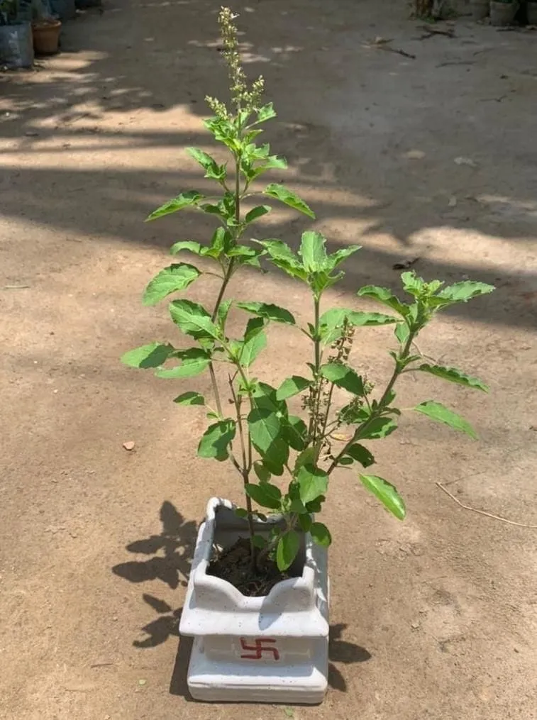 Tulsi Plant in 4 Inch Ceramic Tulsi Planter