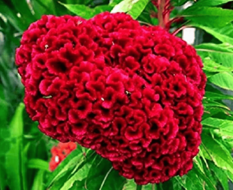 Buy Cockscomb Red Seeds - Excellent Germination Online | Urvann.com Cockscomb Red Seeds - Excellent Germination