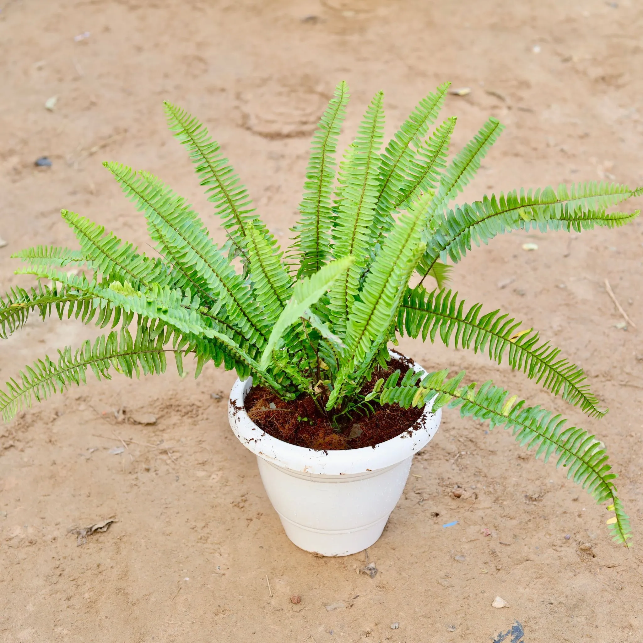 Boston Fern in 10 Inch Classy White Plastic Pot