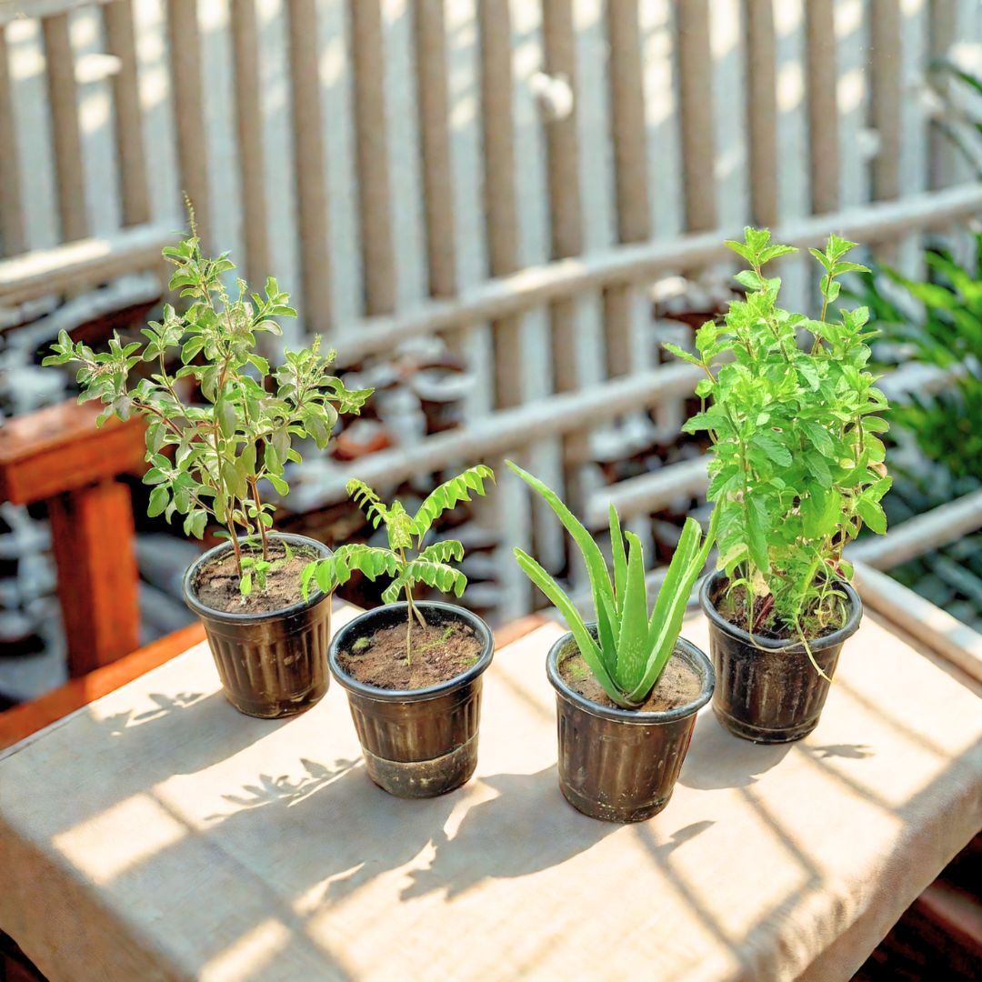 Herbal Green Corner - Set of 4 - Curry Patta, Mint, Shyama Tulsi & Aloe Vera in 6 Inch Nursery Pot