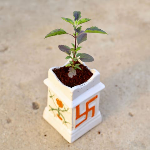 Shyama Tulsi in 6 Inch Tulsi Designer Ceramic Pot (any colour)
