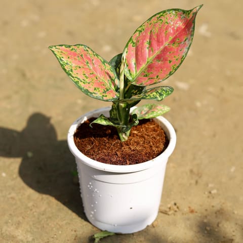 Aglaonema Pink Dalmatian in 4 Inch White Nursery Pot