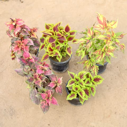 Set of 5 - Coleus Red & Coleus Green in 4 Inch Nursery Pot