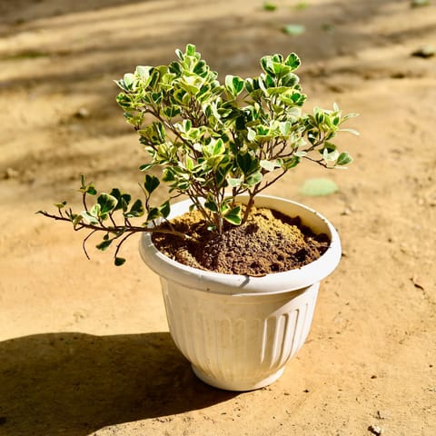 Ficus Traingularis in 8 Inch White Olive Plastic Pot