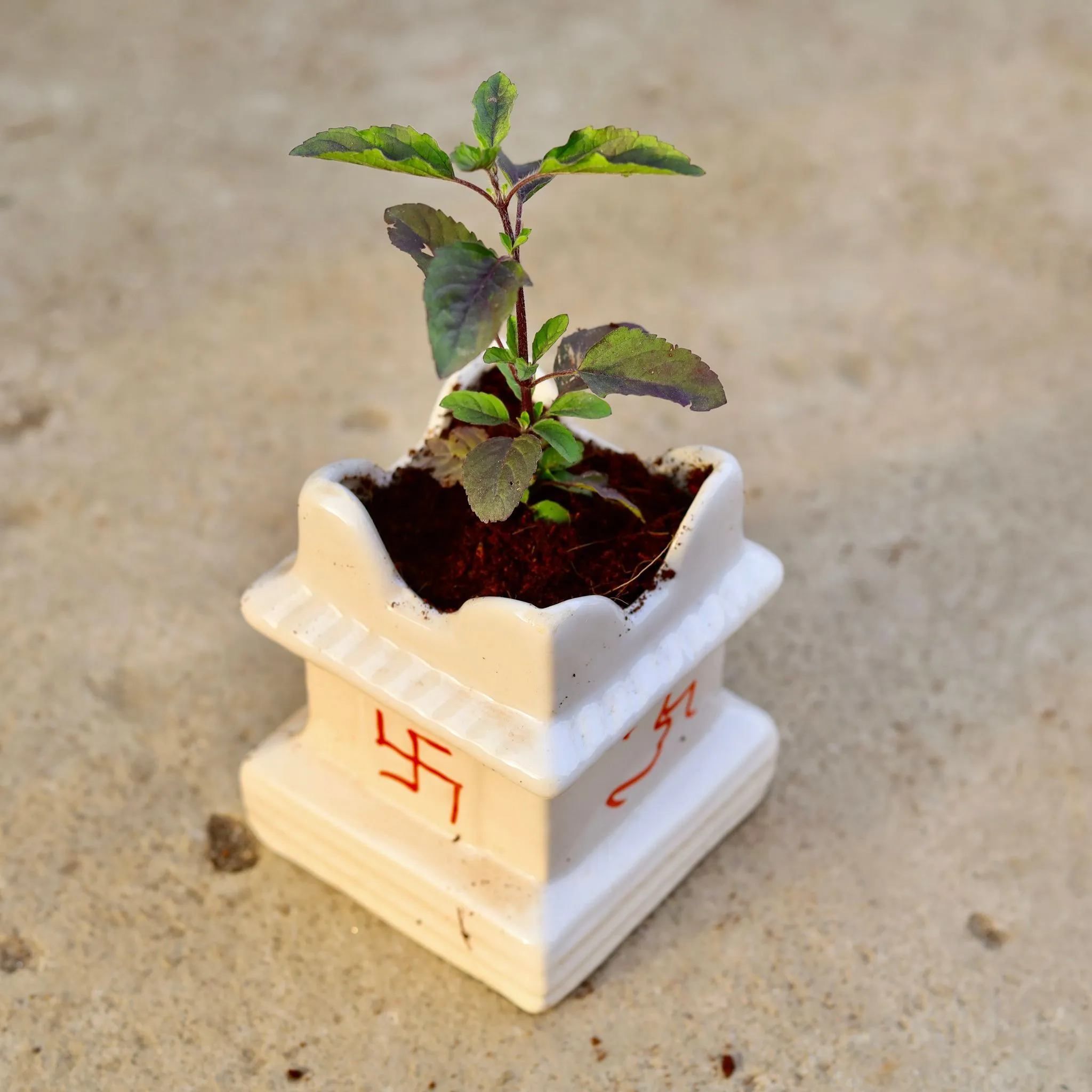 Shyama Tulsi in 5 Inch Tulsi Designer Ceramic Pot (any colour)