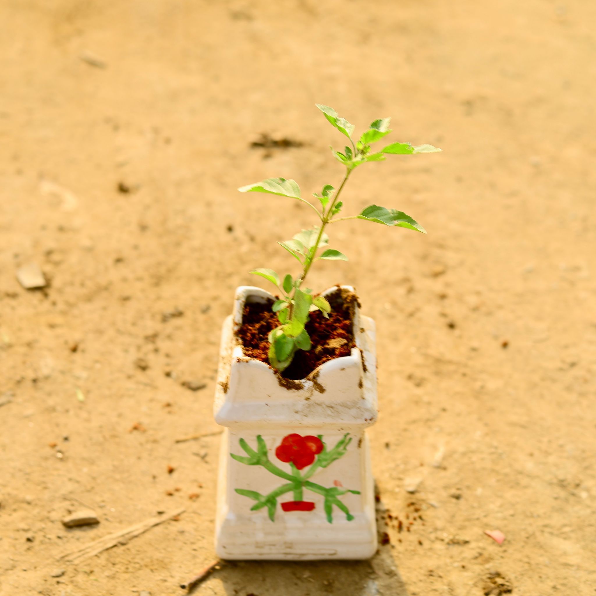 Rama Tulsi in 6 Inch White Tulsi Ceramic Pot