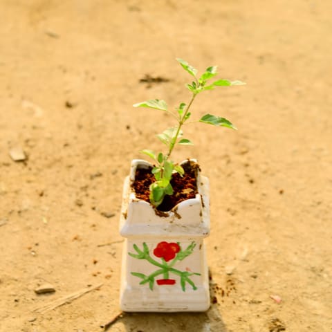 Rama Tulsi in 6 Inch White Tulsi Ceramic Pot