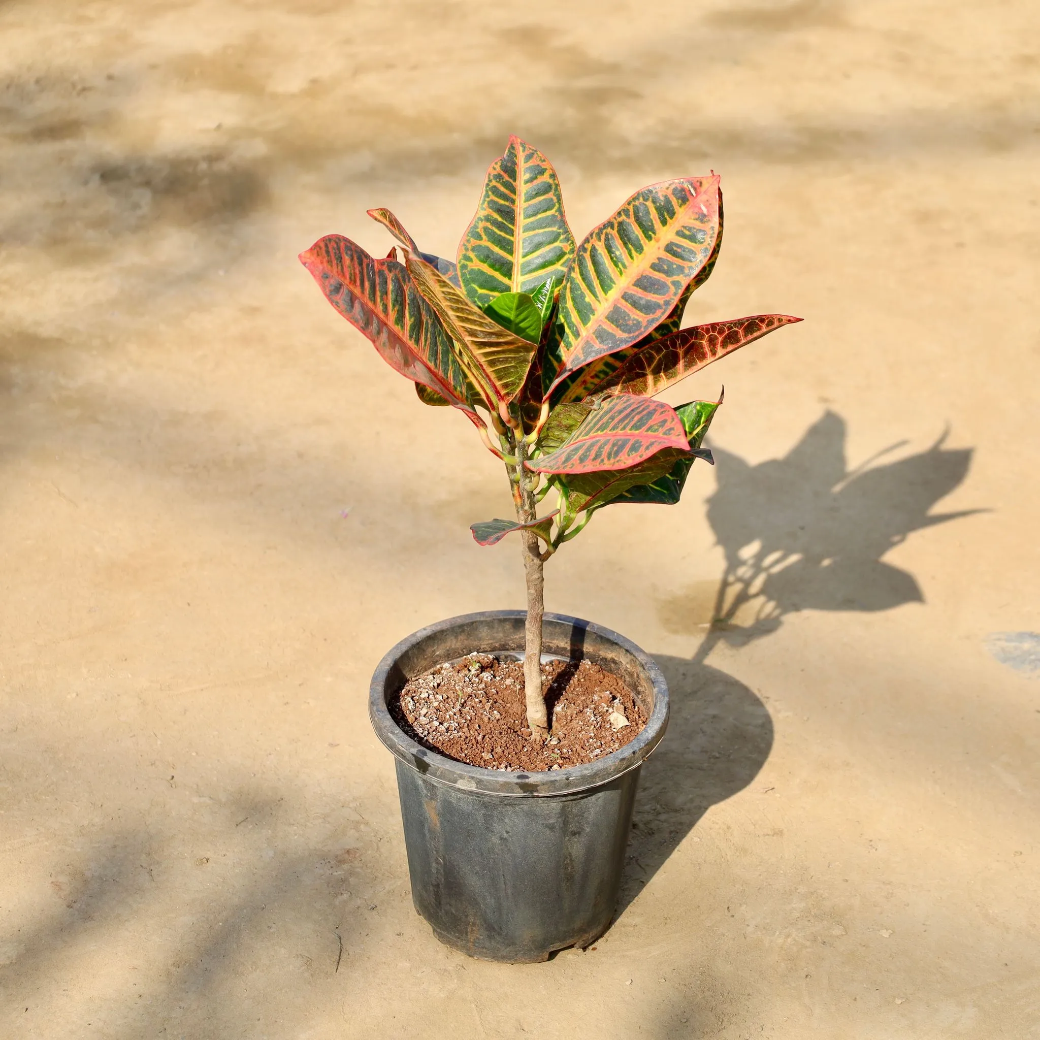 Croton Petra in 8 Inch Nursery Pot