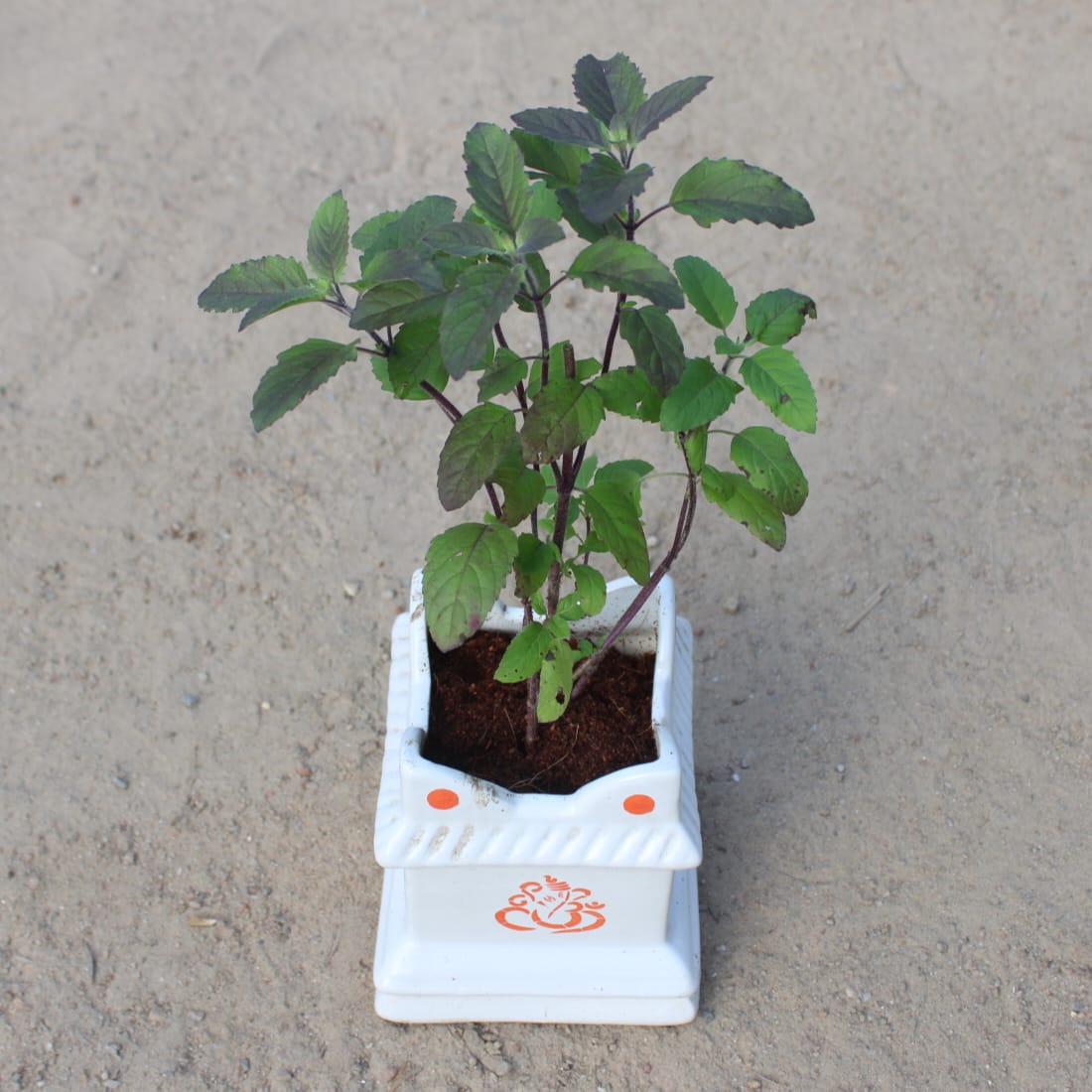 Shyama Tulsi in 5x7 Inch White Tulsi Ceramic Planter