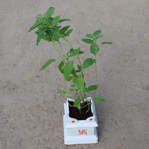 Rama Tulsi in 5x7 Inch White Tulsi Ceramic Planter