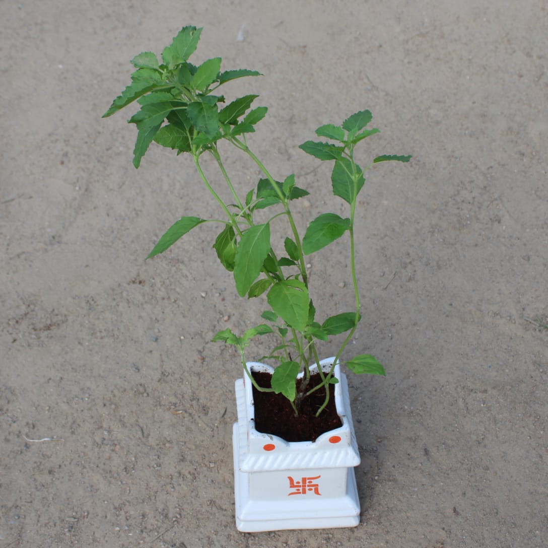 Rama Tulsi in 5x7 Inch White Tulsi Ceramic Planter