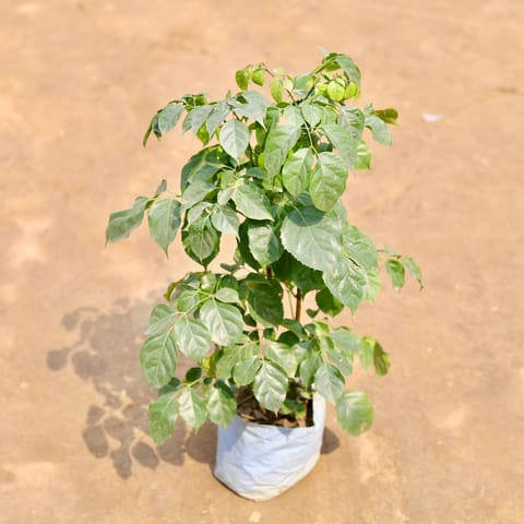 China Doll / Radermachera in 5 Inch Nursery bag