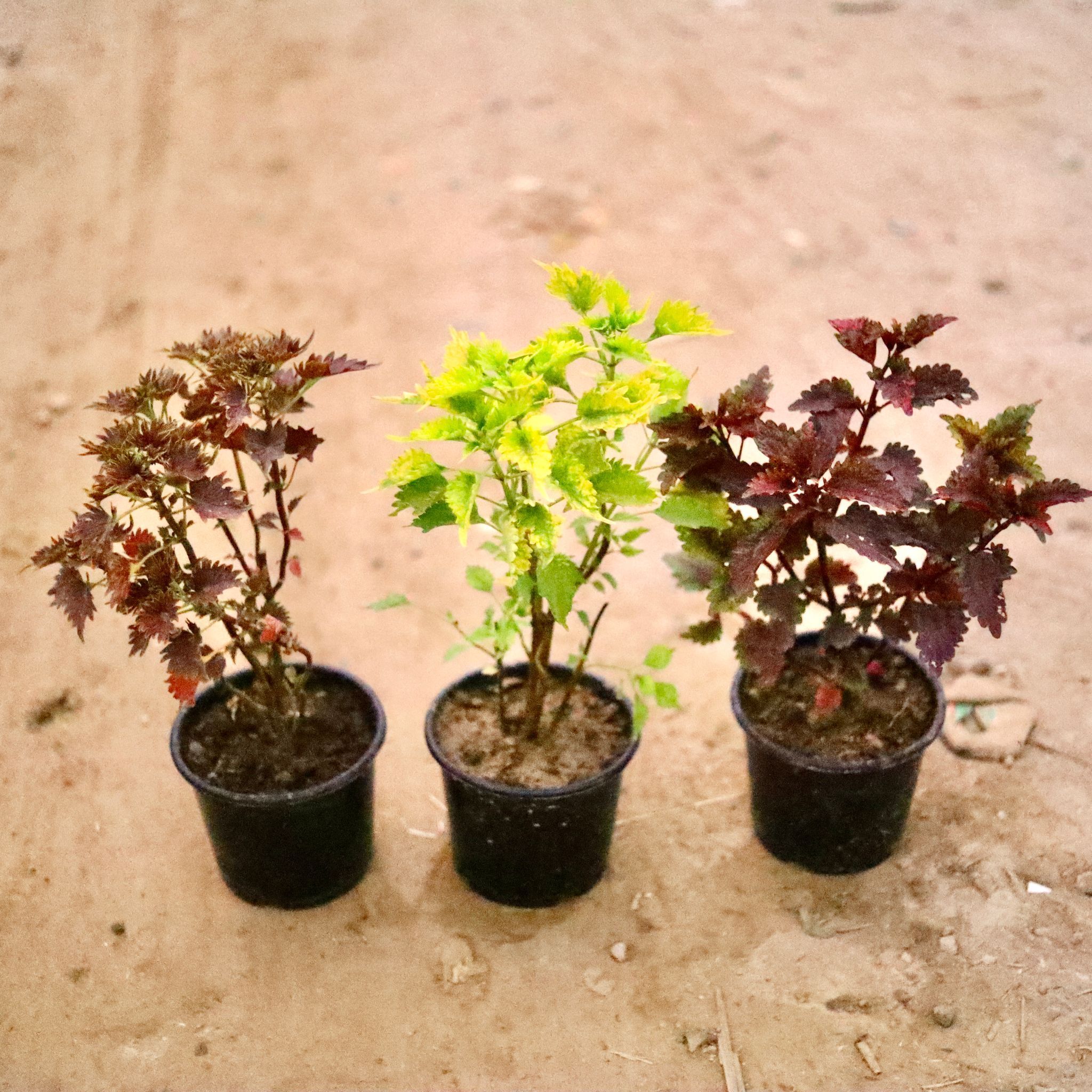 Set Of 3 - Coleus (Any Colour & Design) in 6 Inch Nursery Pot