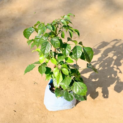 Buy China Doll / Radermachera in 7 Inch Nursery bag | Urvann.com