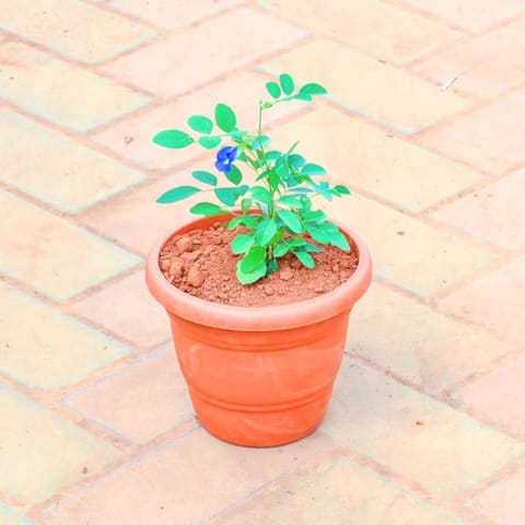 Aparajita / Asian Pigeonwings (any colour) in 7 Inch Classy Red Plastic Pot