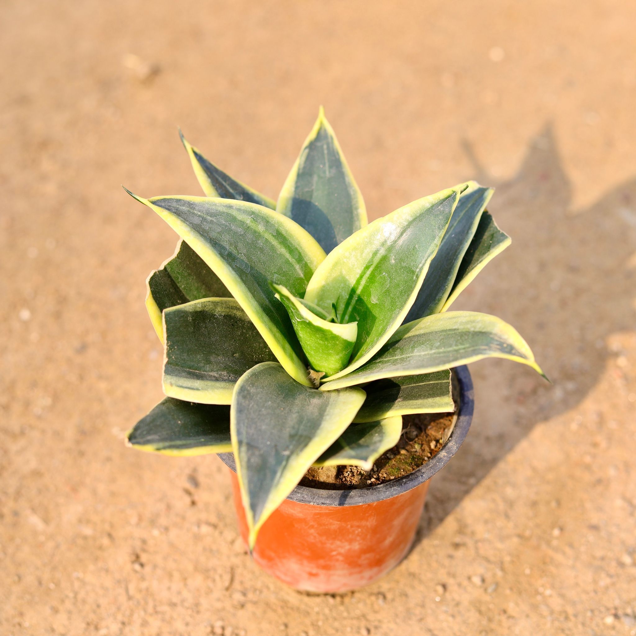 Snake Dwarf Yellow in 4 Inch Nursery Pot