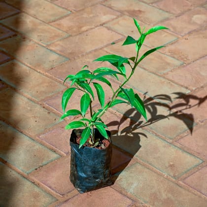 Buy Raat Ki Rani / Night Blooming Jasmine in 3 Inch Nursery Bag Online | Urvann.com