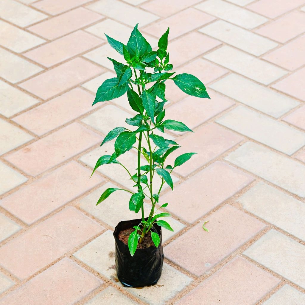 Chilli / Mirchi Plant in 4 Inch Nursery Bag Chilli / Mirchi Plant in 4 Inch Nursery Bag
