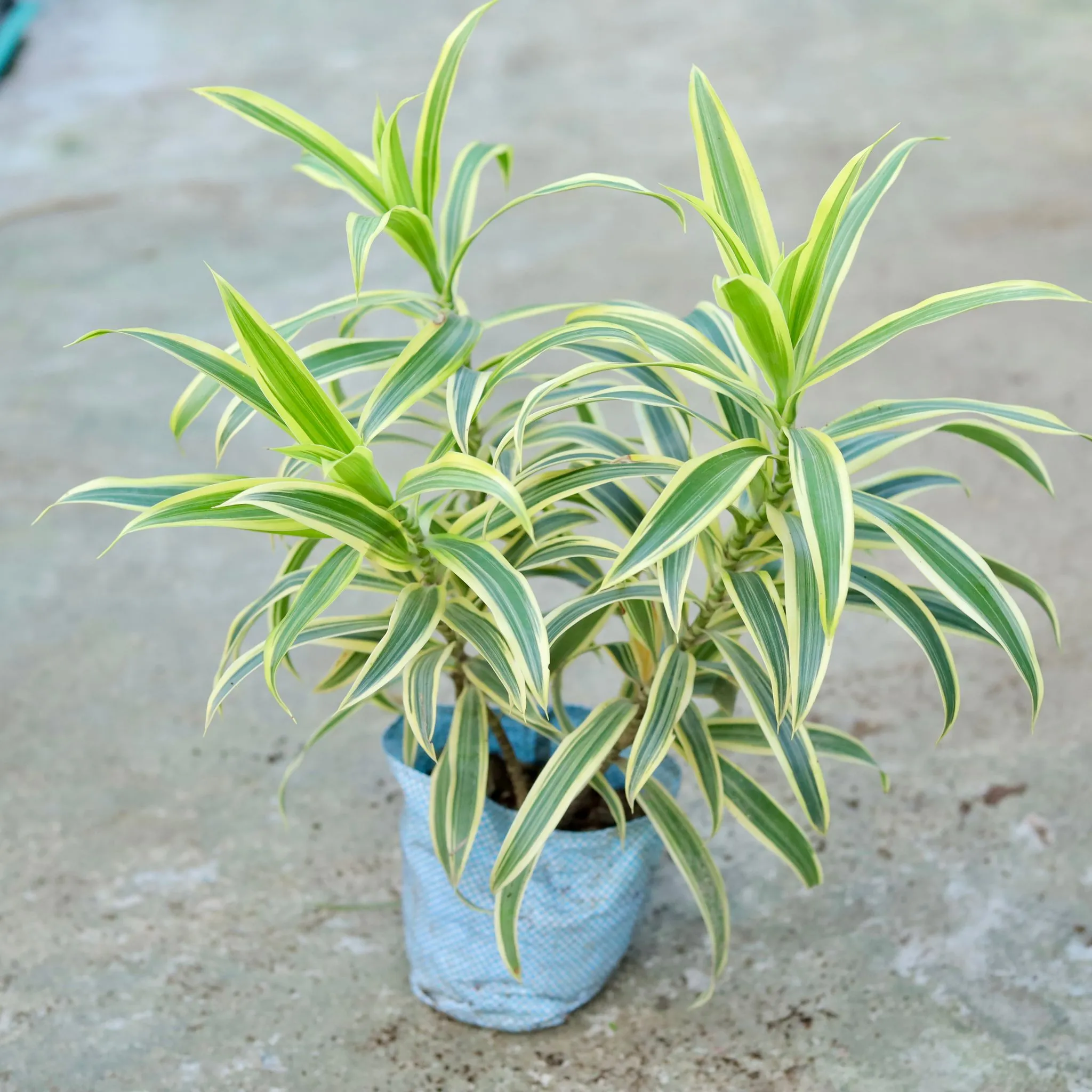 Song Of India Bushy in 7 Inch Nursery bag