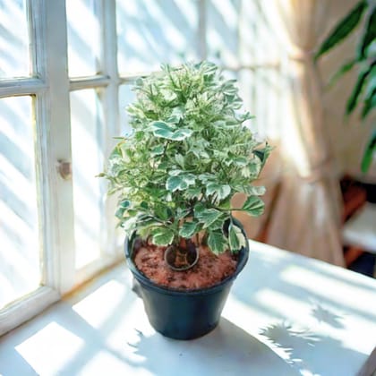 Aralia Variegated in 4 Inch Nursery Pot