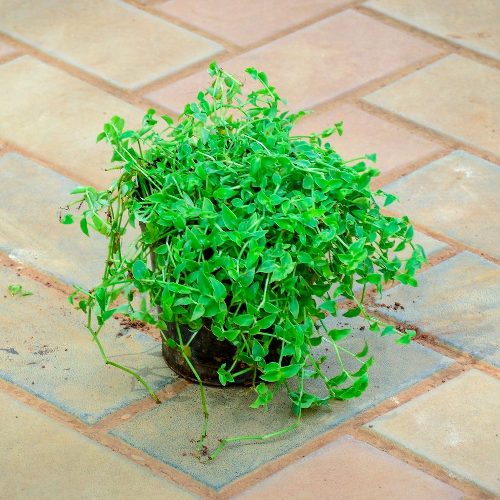Buy Turtle Vine Mini in 5 Inch Nursery Pot Online | Urvann.com Turtle Vine Mini in 5 Inch Nursery Pot
