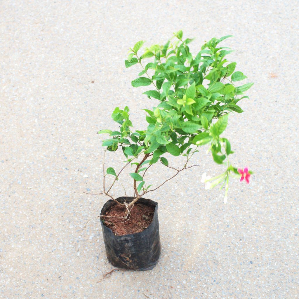 Buy Madhumalti Bel / Rangoon Creepe in 4 Inch Nursery Bag Online | Urvann.com Madhumalti Bel / Rangoon Creeper in 4 Inch Nursery Bag