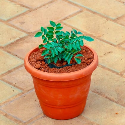Curry Patta in 7 Inch Classy Red Plastic Pot