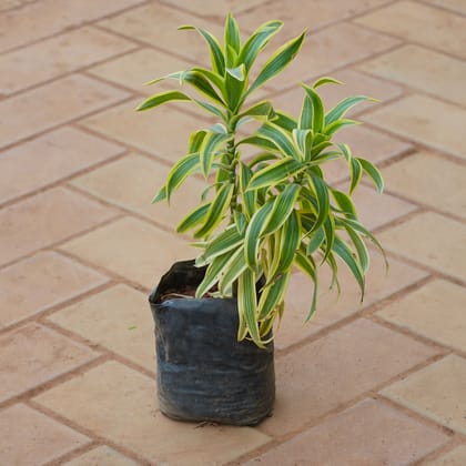 Buy Song of India in 4 Inch Nursery bag Online | Urvann.com
