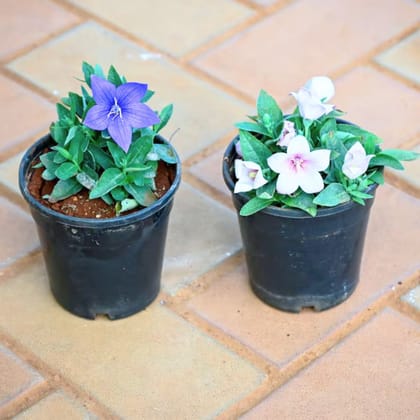 Set of 2 - Platycodon grandiflorus / Balloon Flower (any colour) in 4 Inch Nursery Pot