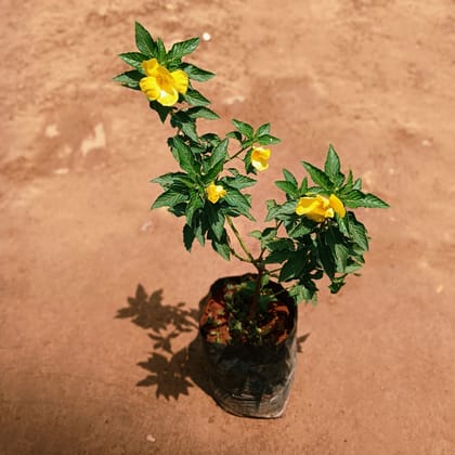 Good Morning / Turnera Ulmifolia in 8 Inch Nursery Bag