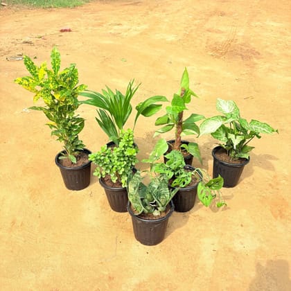 Lush Living Set of any 6 - Money Plant, Jade, Syngonium, Monstera Broken Heart, Jade, China Palm, Baby Croton & Spider in 6 Inch Nursery Pot