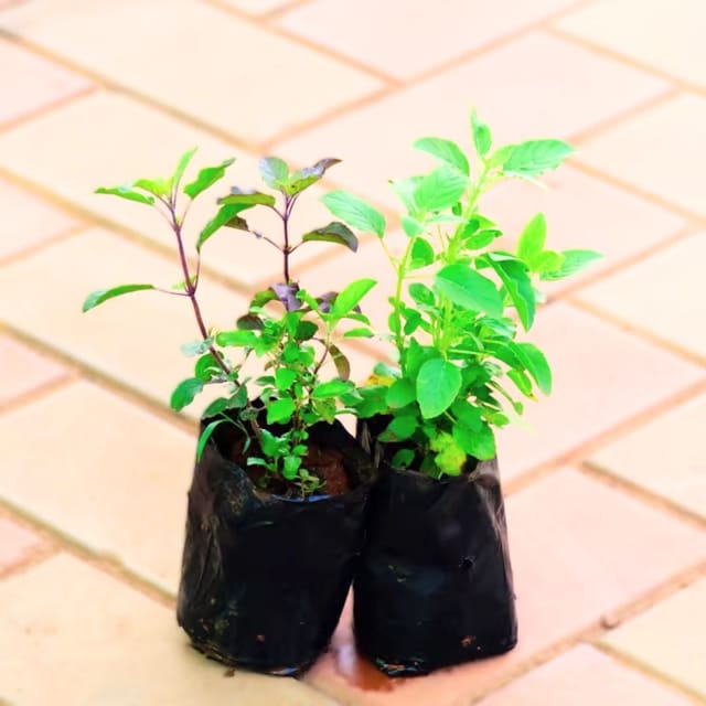 Set of 2 - Tulsi (Rama & Shyama) in 4 Inch Nursery Bag