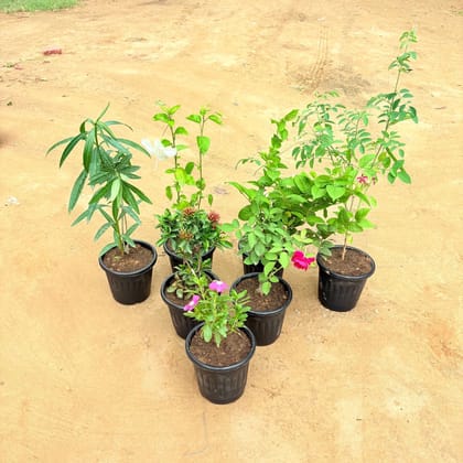 Garden Glow Combo - Set of any 6 - Rose, Mogra, Madhu Malti, Ixora,Periwinkle, Aparajita, Hibiscus, Kaner in nursery pot