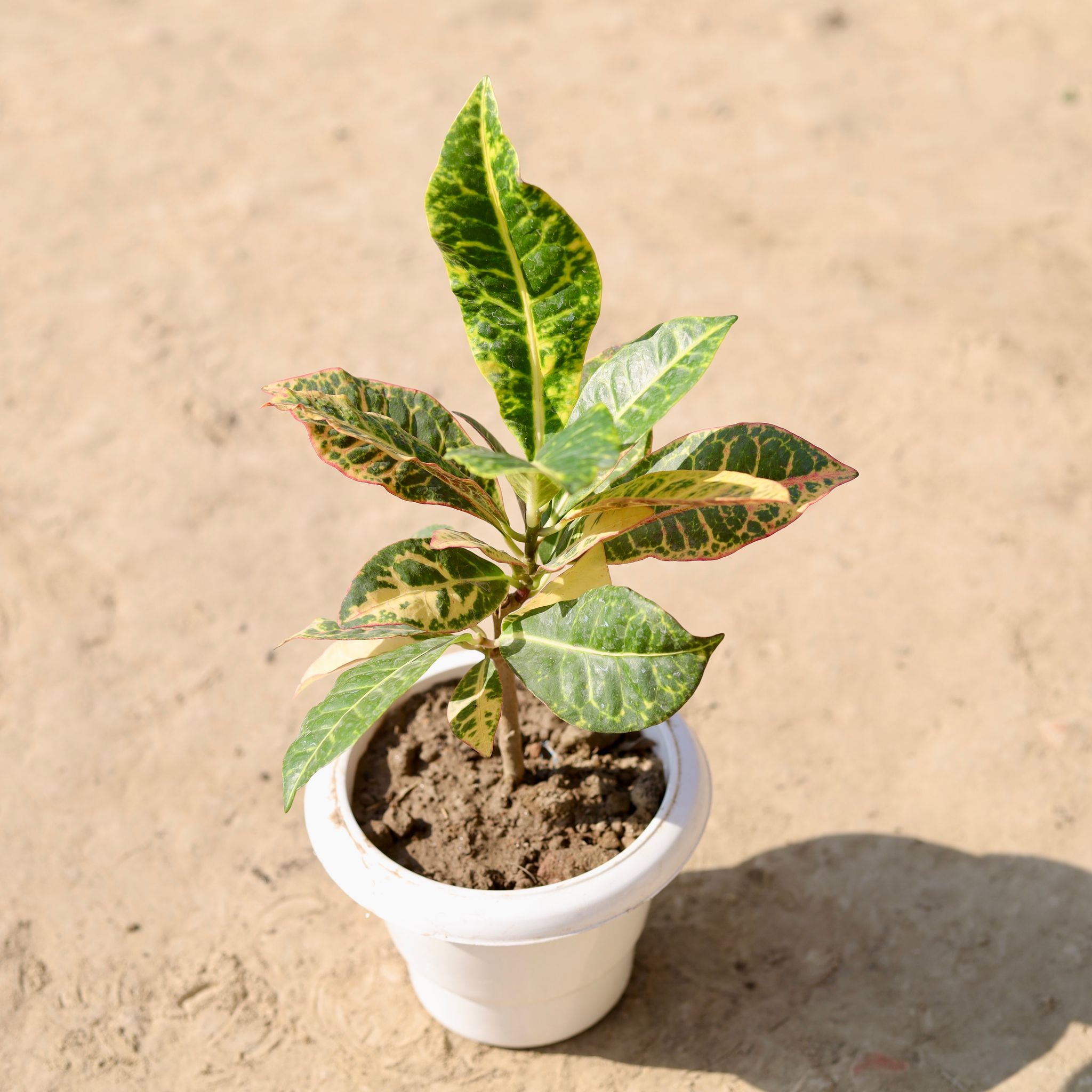 Croton Petra in 6 Inch Classy White Plastic Pot