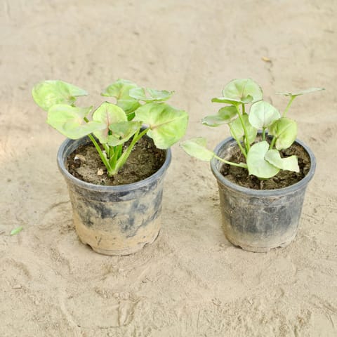 Set of 2 - Syngonium Dwarf (Any Colour) in 4 Inch Live Fresh Plant Nursery Pot in Ghatkopar