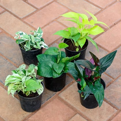 Buy Set of 5 - Money Plant (White, Golden, Marble, Green & Black) in 4 Inch Nursery Pot Online | Urvann.com