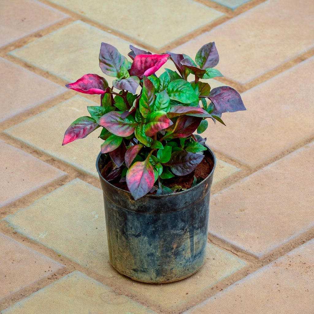 Buy Alternanthera Pink Big Leaf in 4 Inch Nursery Pot Online | Urvann.com Alternanthera Pink Big Leaf in 4 Inch Nursery Pot