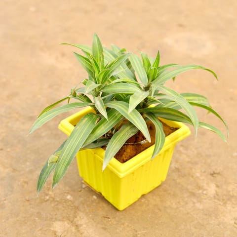 Dracaena Messenger Green in 6 Inch Elegant Yellow Plastic Pot