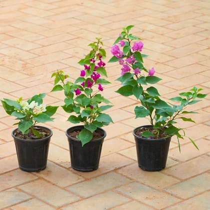 Buy Set of 3 - Bougainvillea (Any Colour) in 5 Inch Nursery Pot Online | Urvann.com