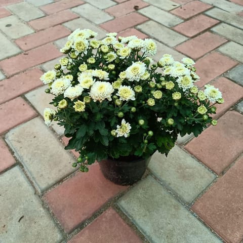 Chrysanthemum / Guldaudi White in 6 Inch Nursery Pot
