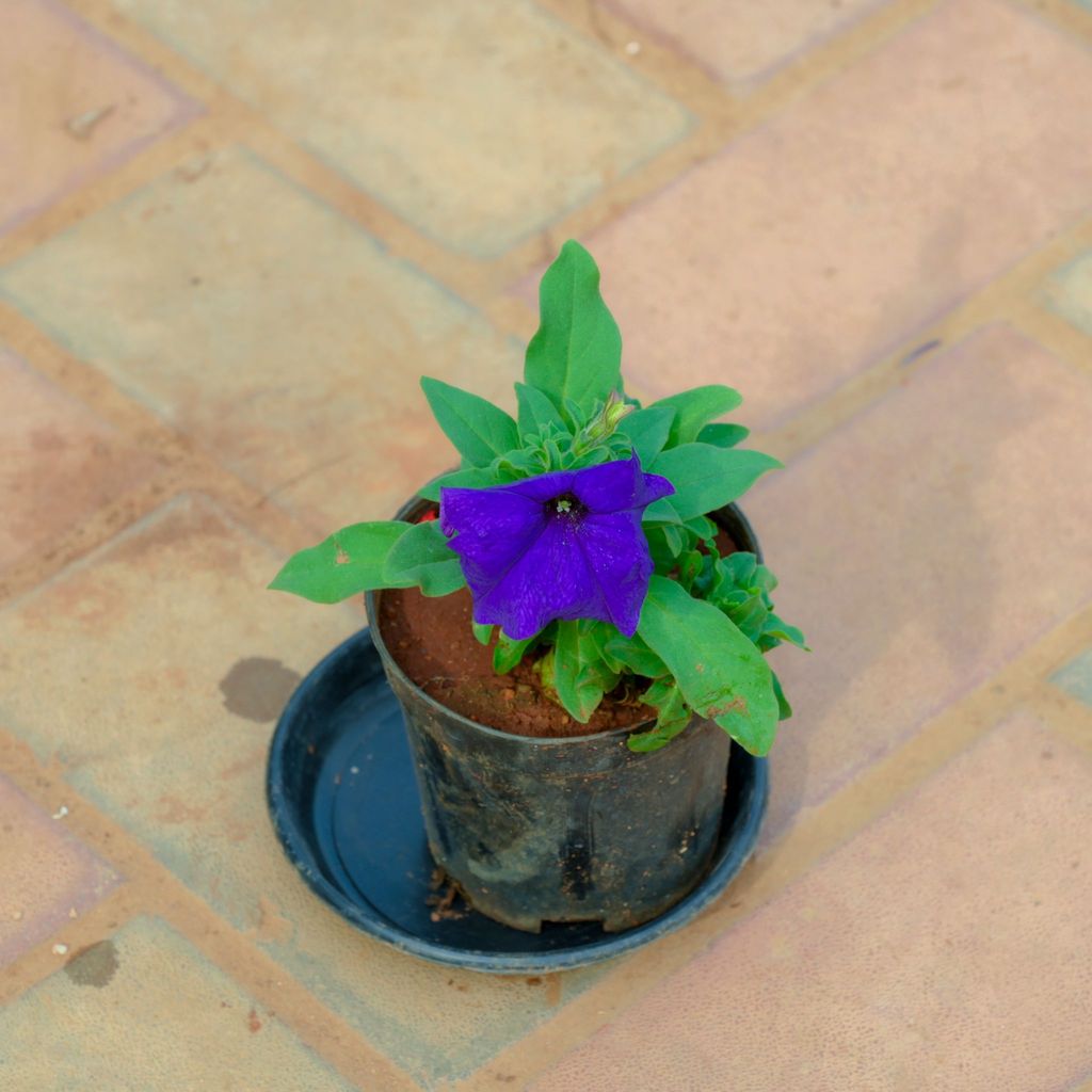 Buy Petunia Blue in 4 Inch Nursery Pot With Tray Online | Urvann.com Petunia Blue in 4 Inch Nursery Pot With Tray